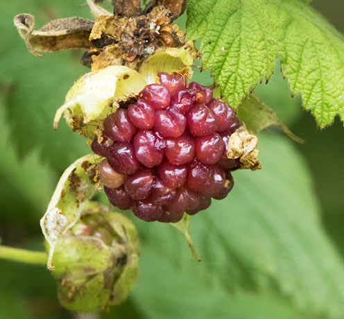 New Mexico Raspberry Rubus neomexicanus