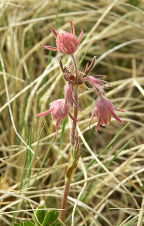 Old Man's Whiskers Prairie Smoke Geum triflorum var. ciliatum  