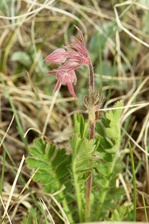 Old Man's Whiskers Prairie Smoke Geum triflorum var. ciliatum    