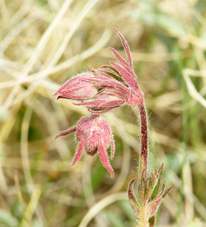 Old Man's Whiskers Prairie Smoke Geum triflorum var. ciliatum  