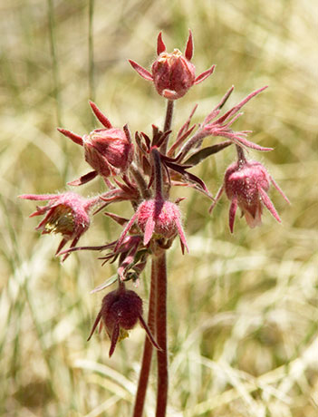 Old Man's Whiskers Prairie Smoke Geum triflorum var. ciliatum  