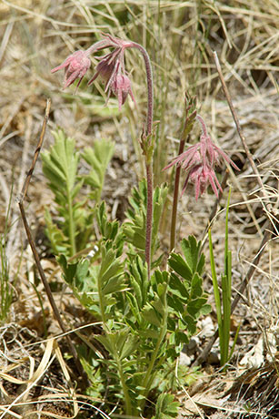 Old Man's Whiskers Prairie Smoke Geum triflorum var. ciliatum  