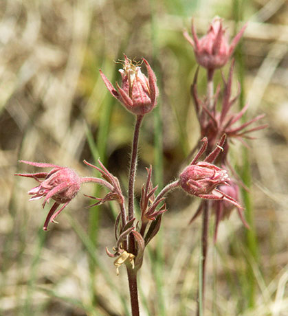 Old Man's Whiskers Prairie Smoke Geum triflorum var. ciliatum  