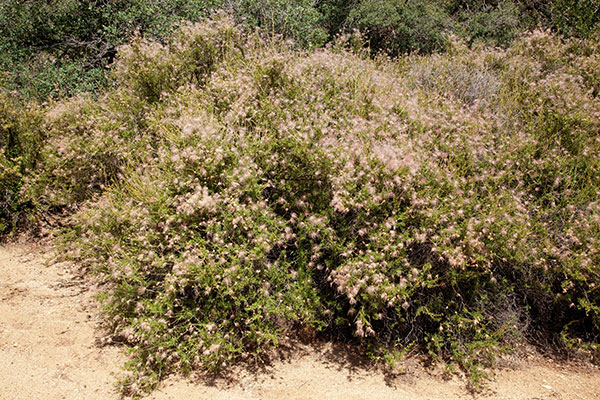 Apache Plume Fallugia paradoxa  