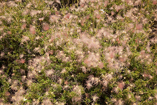 Apache Plume Fallugia paradoxa  