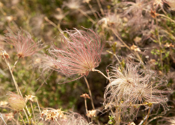 Apache Plume Fallugia paradoxa  