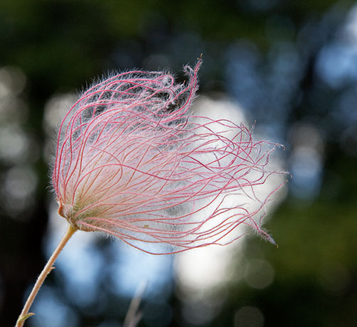 Apache Plume Fallugia paradoxa  
