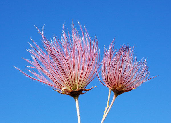 Apache Plume Fallugia paradoxa  