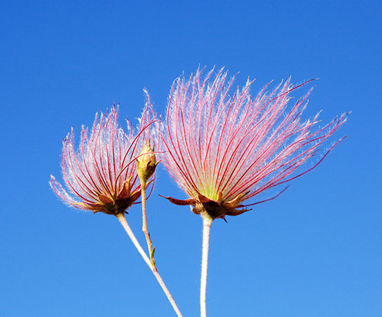 Apache Plume Fallugia paradoxa  