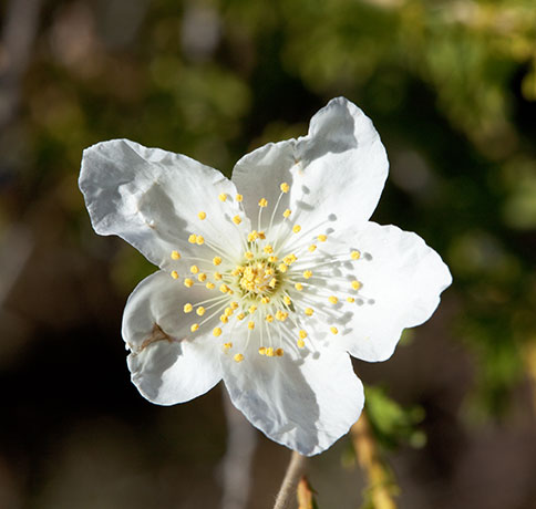 Apache Plume Fallugia paradoxa  