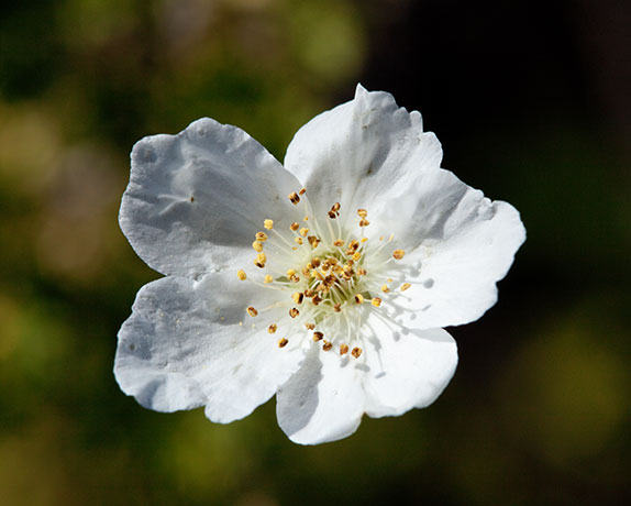 Apache Plume Fallugia paradoxa  