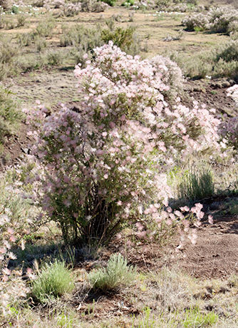 Apache Plume Fallugia paradoxa  
