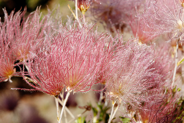 Apache Plume Fallugia paradoxa  