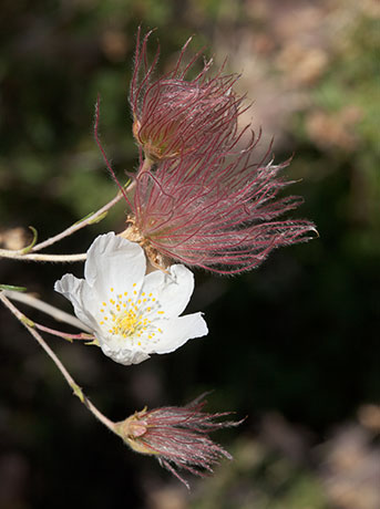 Apache Plume Fallugia paradoxa  