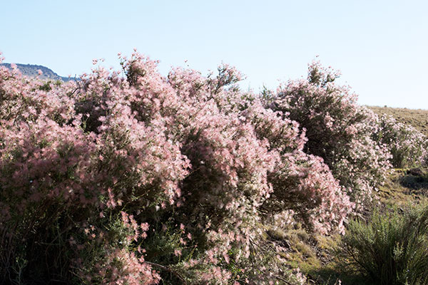 Apache Plume Fallugia paradoxa  