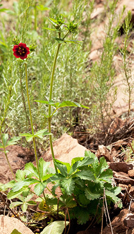 Red Cinquefoil Thurber's Cinquefoil Potentilla thurberi   Rose Family Rosaceae  