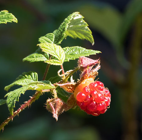 Red Raspberry Rubus idaeus ssp. strigosus Rubus strigosus 
