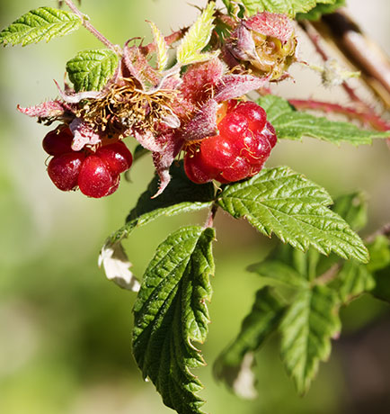 Red Raspberry Rubus idaeus ssp. strigosus Rubus strigosus 
