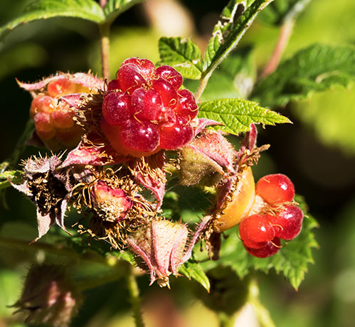 Red Raspberry Rubus idaeus ssp. strigosus Rubus strigosus 