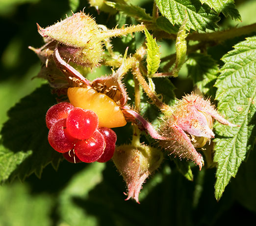 Red Raspberry Rubus idaeus ssp. strigosus Rubus strigosus 