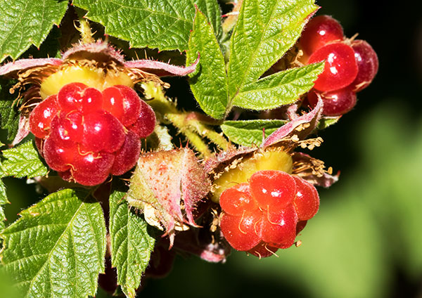 Red Raspberry Rubus idaeus ssp. strigosus Rubus strigosus 