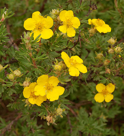 Shrubby Cinquefoil Dasiphora fruticosa Potentilla fruticosa   Rose Family Rosaceae  
