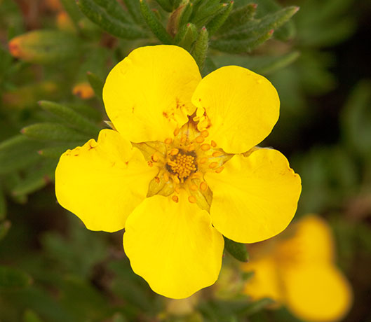Shrubby Cinquefoil Dasiphora fruticosa Potentilla fruticosa   Rose Family Rosaceae  