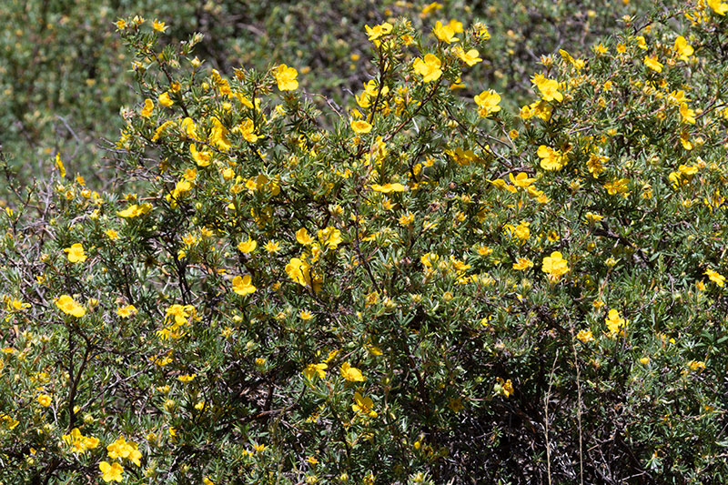 Shrubby Cinquefoil Dasiphora fruticosa Potentilla fruticosa   Rose Family Rosaceae  