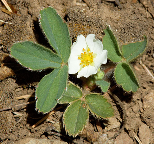 Wild Strawberry Fragaria ovalis  