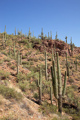 Saguaro Cereus giganteus Cactus
