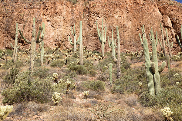 Saguaro Cereus giganteus Cactus