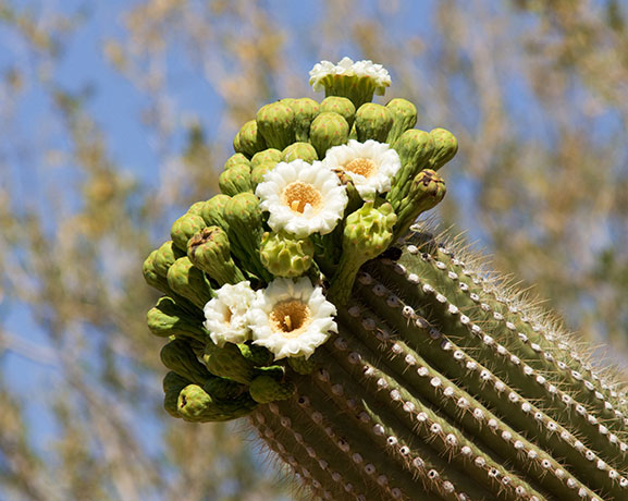 Saguaro Cereus giganteus Cactus