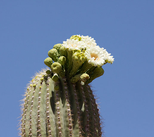 Saguaro Cereus giganteus Cactus