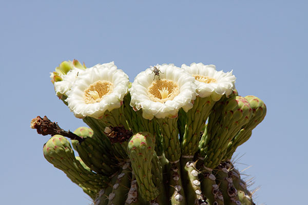 Saguaro Cereus giganteus Cactus