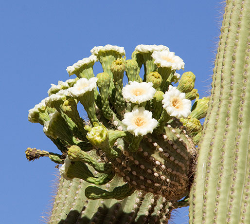 Saguaro Cereus giganteus Cactus