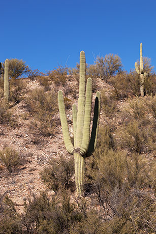 Saguaro Cereus giganteus Cactus