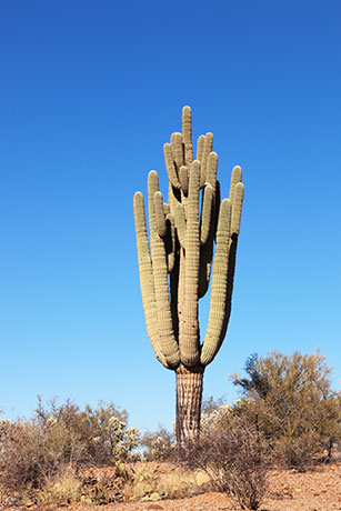 Saguaro Cereus giganteus Cactus