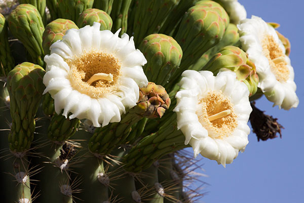Saguaro Cereus giganteus Cactus