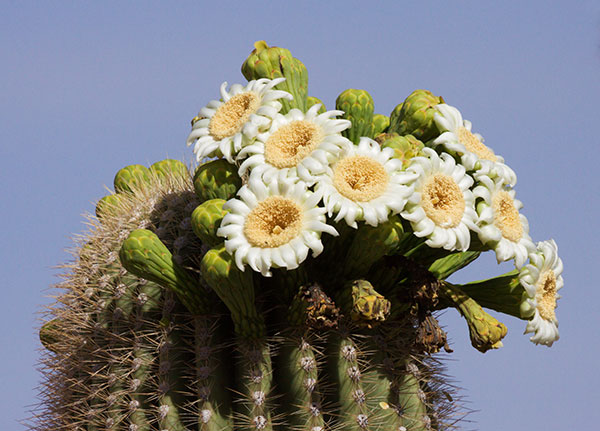 Saguaro Cereus giganteus Cactus