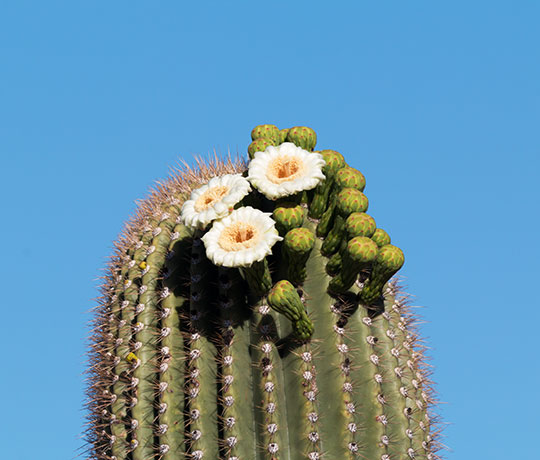 Saguaro Cereus giganteus Cactus