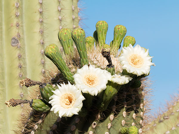 Saguaro Cereus giganteus Cactus
