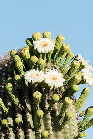 Saguaro Cereus giganteus Cactus