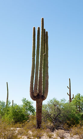 Saguaro Cereus giganteus Cactus