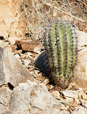Saguaro Cactus Cereus giganteus 
