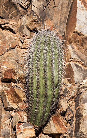 Saguaro Cactus Cereus giganteus 