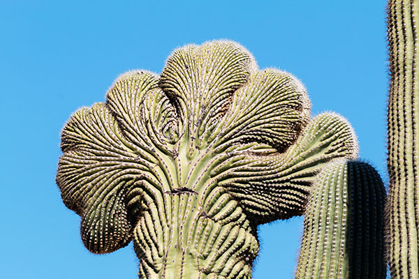 Saguaro Cactus Cereus giganteus 