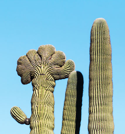 Saguaro Cactus Cereus giganteus 