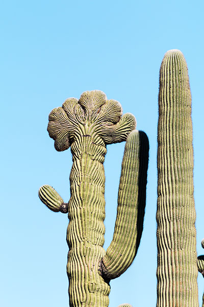 Saguaro Cactus Cereus giganteus 