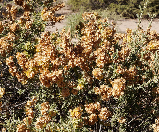 Fourwing Saltbush Atriplex canescens 