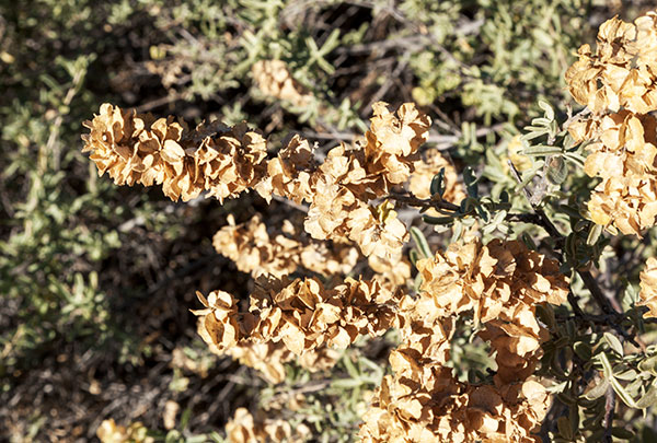 Fourwing Saltbush Atriplex canescens 